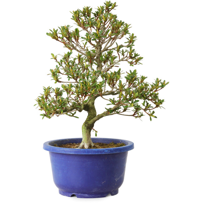 Rhododendron indicum Sachi-No-Kirameki, 25 cm, ± 8 Jahre alt