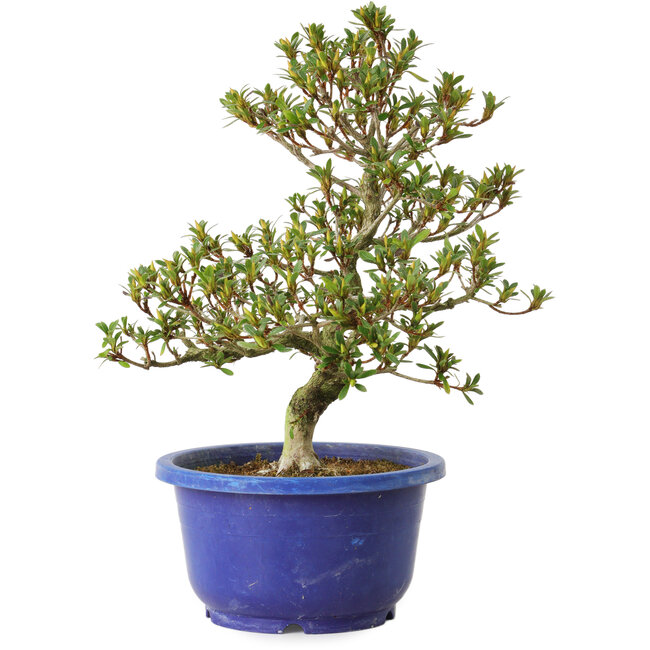 Rhododendron indicum Sachi-No-Kirameki, 25 cm, ± 8 anni