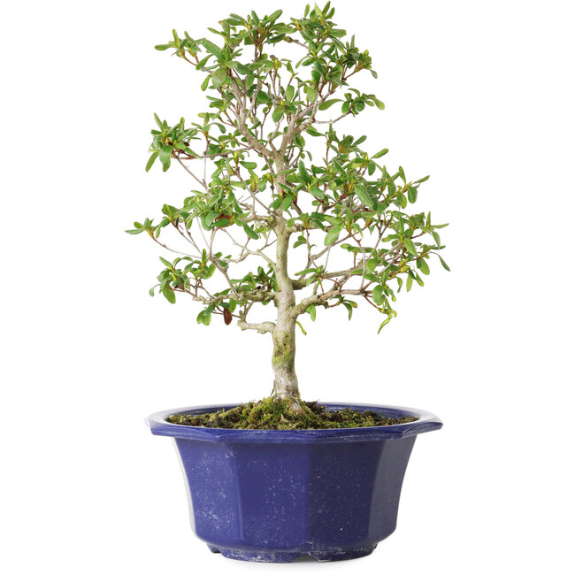 Rhododendron indicum Kasaiwa-No-Hoshi, 28 cm, ± 8 Jahre alt