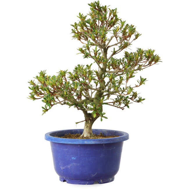 Rhododendron indicum Sachi-No-Kirameki, 25 cm, ± 8 Jahre alt