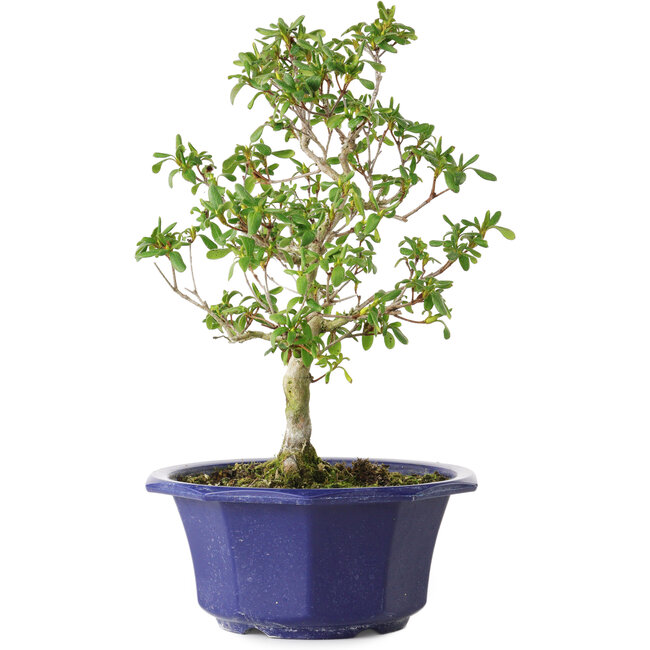 Rhododendron indicum Kasaiwa-No-Hoshi, 28 cm, ± 8 years old