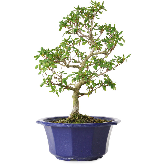 Rhododendron indicum Kasaiwa-No-Hoshi, 28 cm, ± 8 Jahre alt