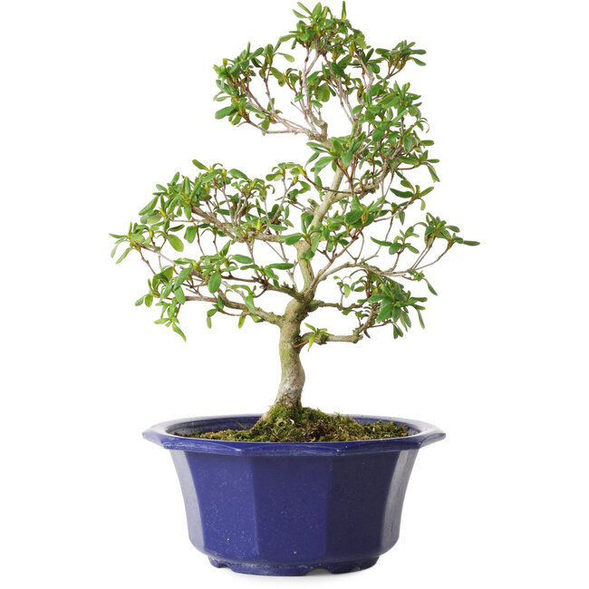 Rhododendron indicum Kasaiwa-No-Hoshi, 28 cm, ± 8 ans