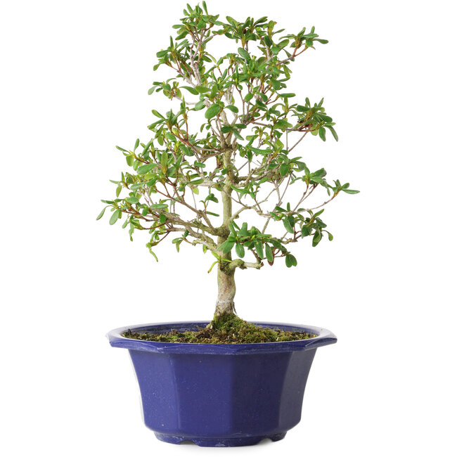 Rododendro indicum Kasaiwa-No-Hoshi, 28 cm, ± 8 años