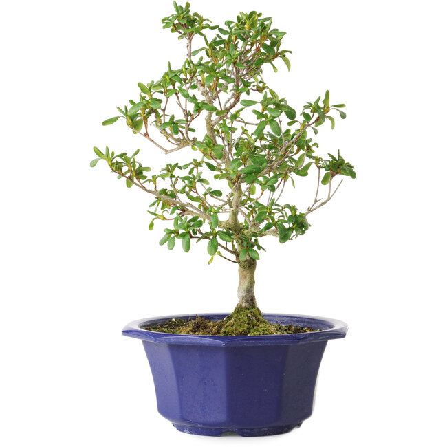 Rhododendron indicum Kasaiwa-No-Hoshi, 28 cm, ± 8 jaar oud