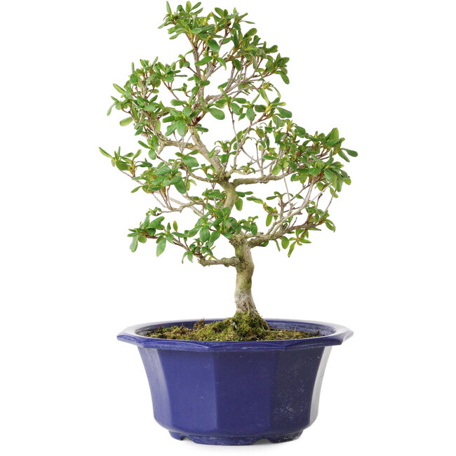 Rhododendron indicum Kasaiwa-No-Hoshi, 28 cm, ± 8 years old