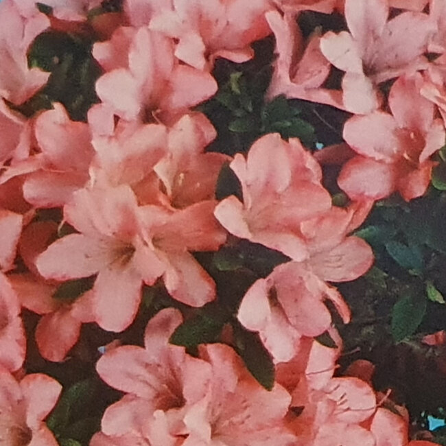 Rhododendron indicum Akane, 25 cm, ± 8 ans