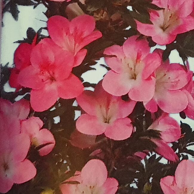 Rhododendron indicum Misora, 35 cm, ± 8 ans