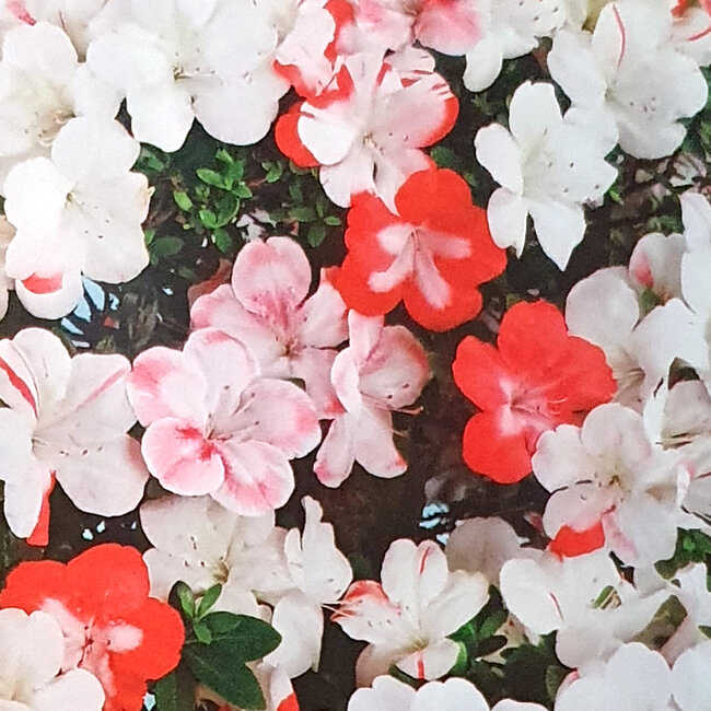 Rhododendron indicum Kougetsu, 30 cm, ± 8 anni