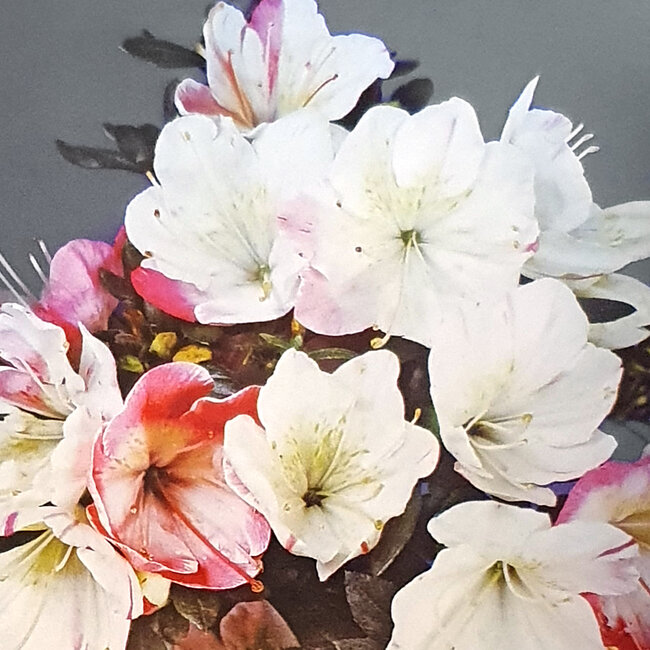 Rhododendron indicum Kougetsu, 30 cm, ± 8 anni