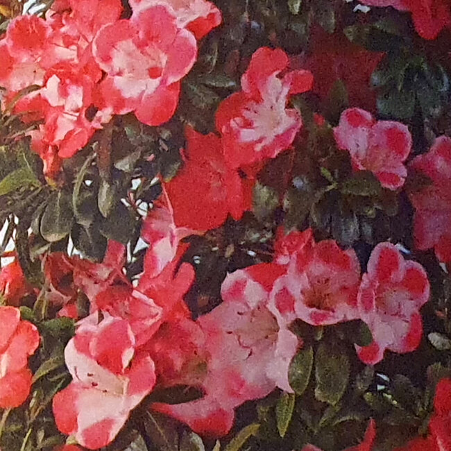 Rhododendron indicum Iwaiboshi, 10 cm, ± 8 years old