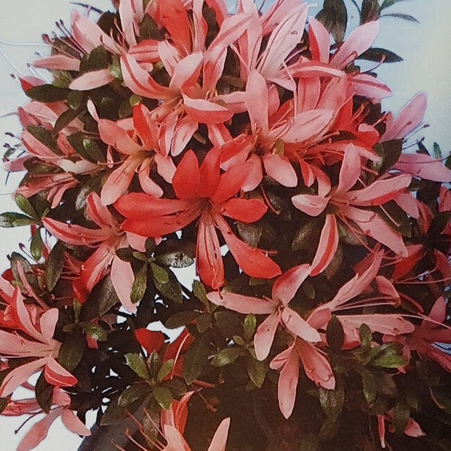 Rhododendron indicum Sachi-No-Kirameki, 25 cm, ± 8 Jahre alt