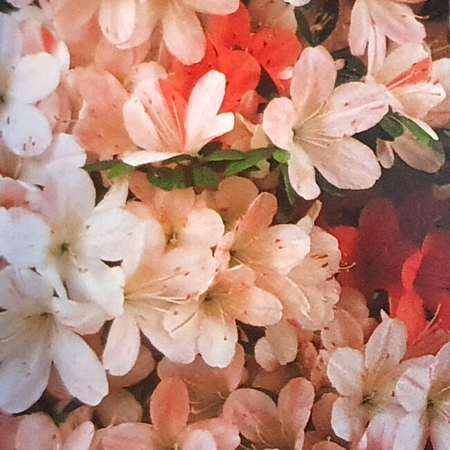 Rhododendron indicum Raiko, 30 cm, ± 8 ans