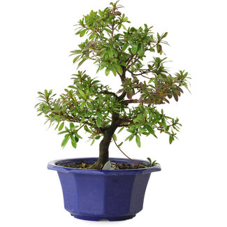 Rhododendron indicum Raiko, 30 cm, ± 8 ans