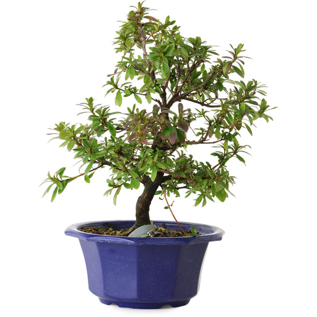 Rhododendron indicum Raiko, 30 cm, ± 8 years old