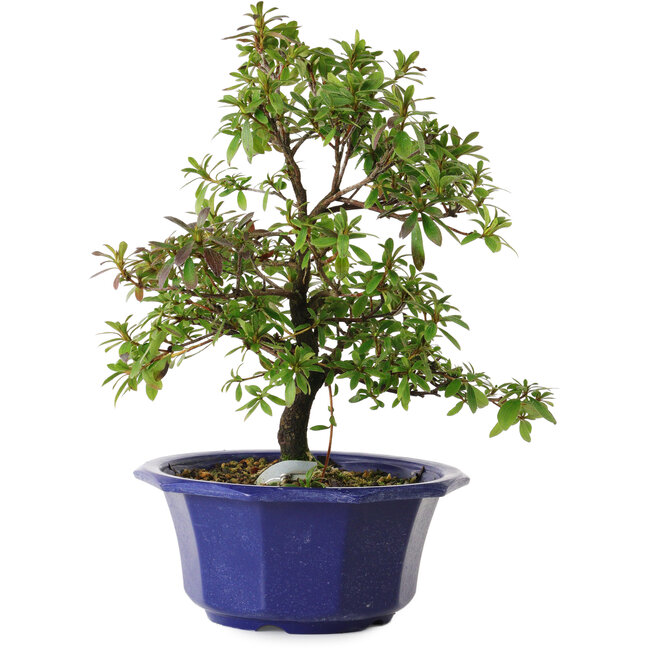 Rhododendron indicum Raiko, 30 cm, ± 8 years old