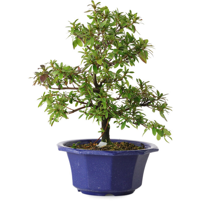 Rhododendron indicum Raiko, 30 cm, ± 8 years old