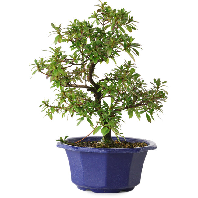 Rhododendron indicum Raiko, 30 cm, ± 8 Jahre alt