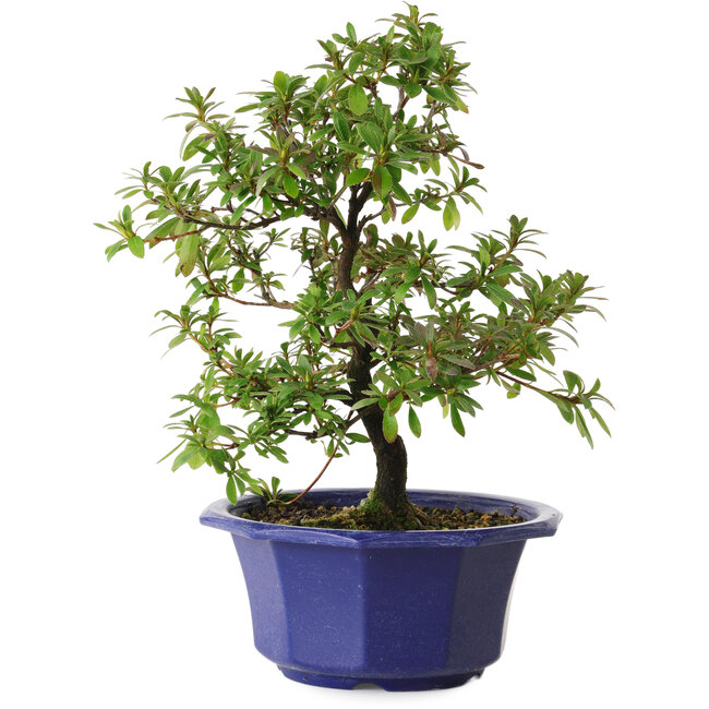 Rhododendron indicum Raiko, 30 cm, ± 8 ans