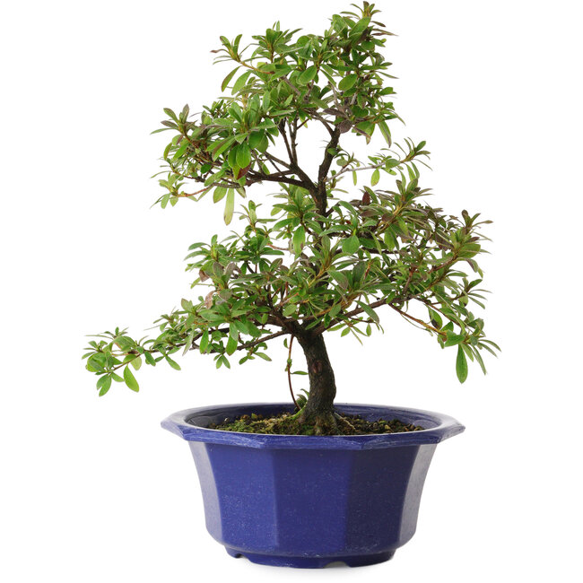 Rhododendron indicum Raiko, 30 cm, ± 8 años