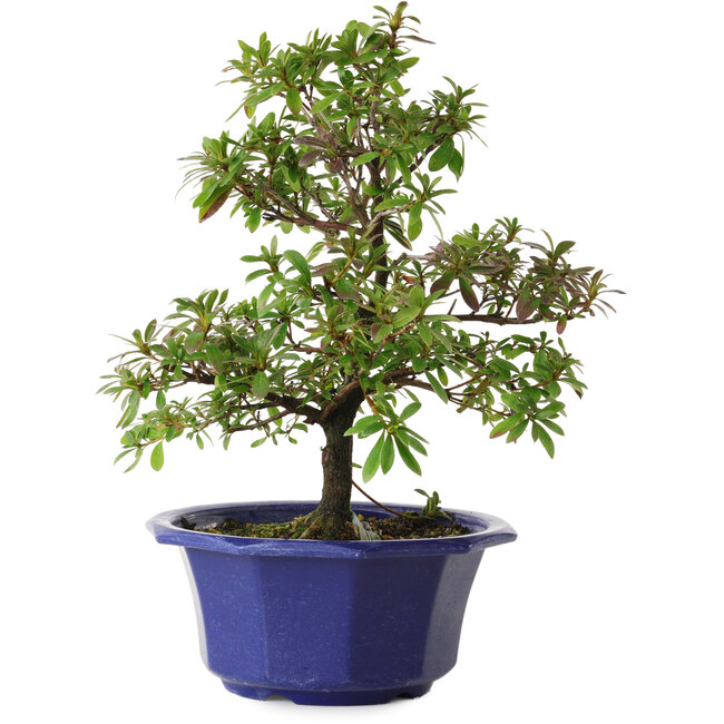 Rhododendron indicum Raiko, 30 cm, ± 8 Jahre alt