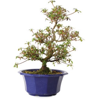 Rhododendron indicum Aya, 30 cm, ± 8 Jahre alt