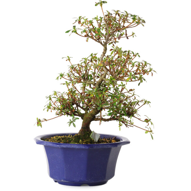 Rhododendron indicum Aya, 30 cm, ± 8 ans