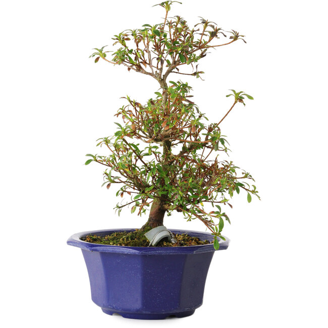 Rhododendron indicum Aya, 30 cm, ± 8 years old