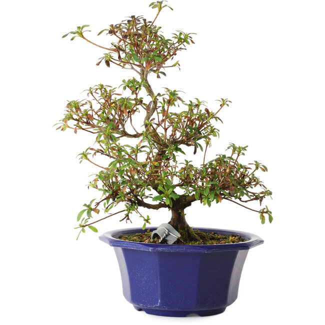 Rhododendron indicum Aya, 30 cm, ± 8 jaar oud