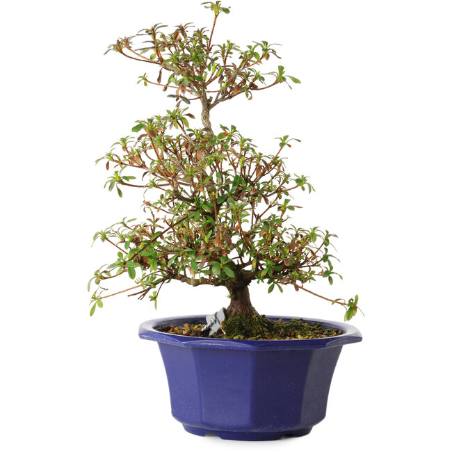 Rhododendron indicum Aya, 30 cm, ± 8 años