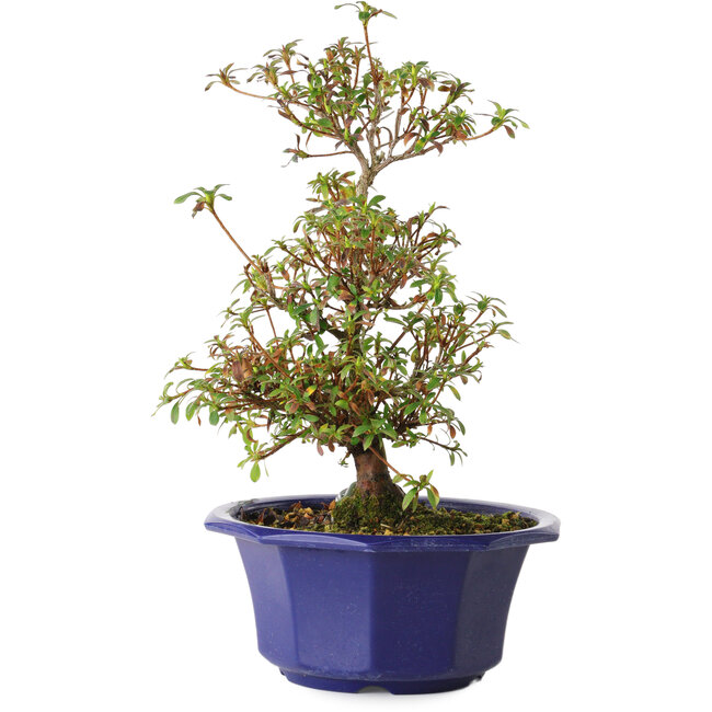 Rhododendron indicum Aya, 30 cm, ± 8 Jahre alt