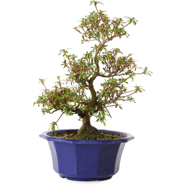 Rhododendron indicum Aya, 30 cm, ± 8 años