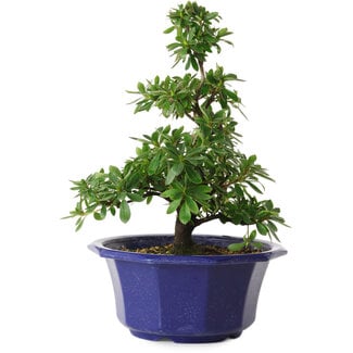 Rhododendron indicum Fukubotan, 30 cm, ± 8 anni