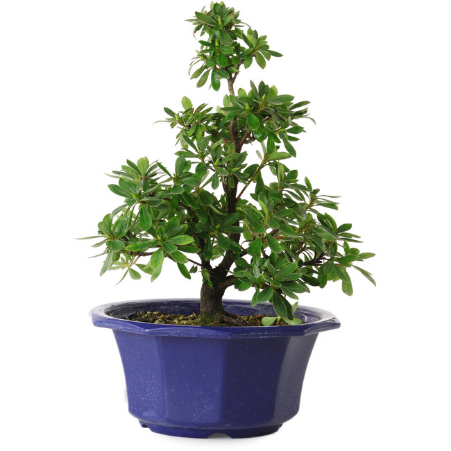 Rhododendron indicum Fukubotan, 30 cm, ± 8 años