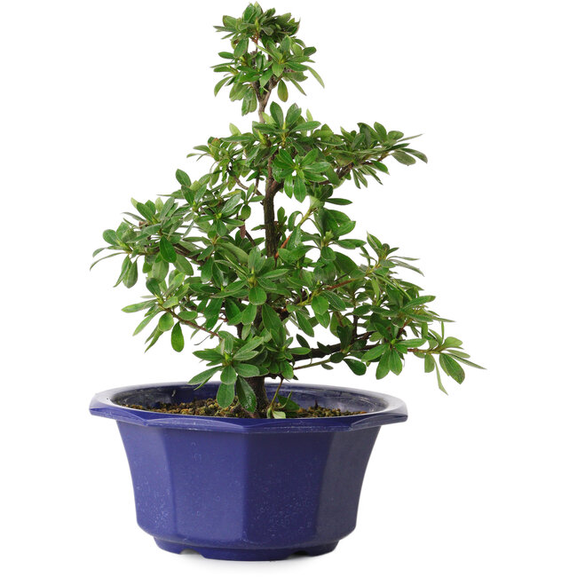 Rhododendron indicum Fukubotan, 30 cm, ± 8 anni