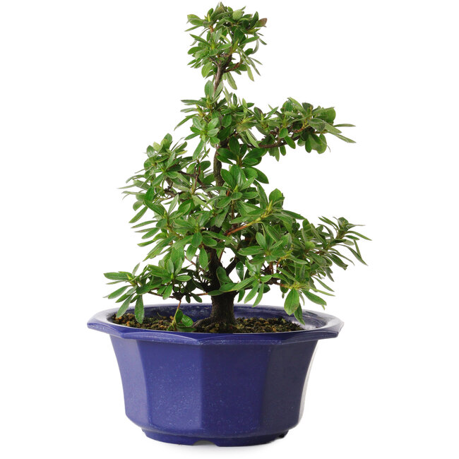 Rhododendron indicum Fukubotan, 30 cm, ± 8 años