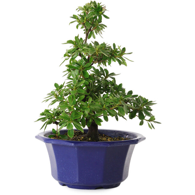 Rhododendron indicum Fukubotan, 30 cm, ± 8 jaar oud