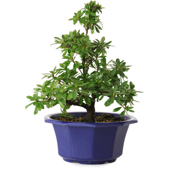 Rhododendron indicum Fukubotan, 30 cm, ± 8 ans