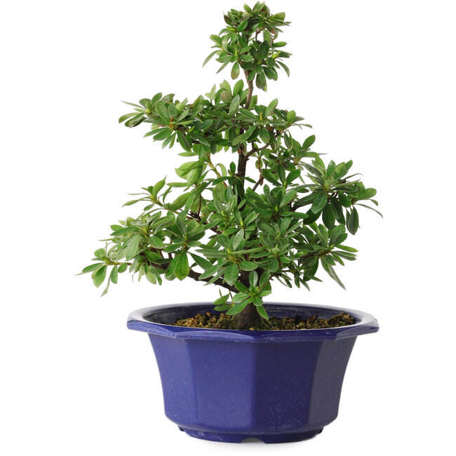 Rhododendron indicum Fukubotan, 30 cm, ± 8 jaar oud