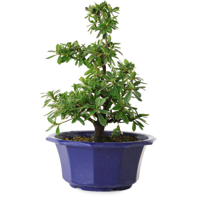 Rhododendron indicum Fukubotan, 30 cm, ± 8 Jahre alt