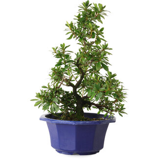 Rhododendron indicum, Sorte unbekannt, 30 cm, ca. 8 Jahre alt