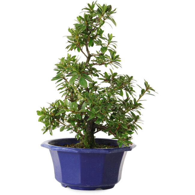 Rhododendron indicum varietà sconosciuta, 30 cm, ± 8 anni