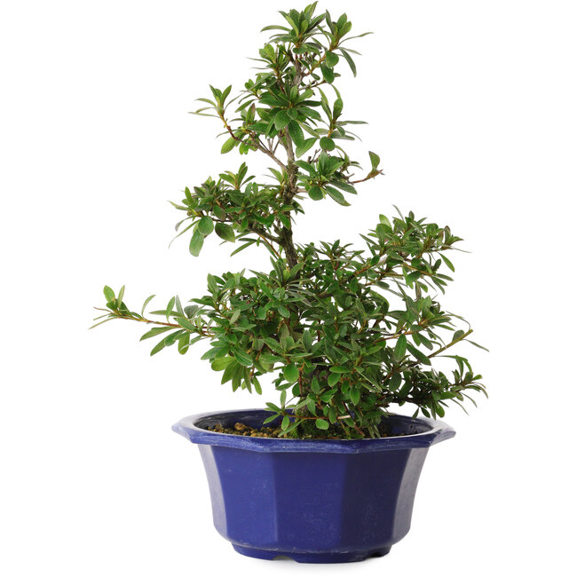 Rhododendron indicum variété inconnue, 30 cm, ± 8 ans