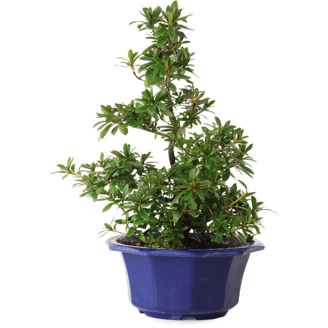 Rhododendron indicum variedad desconocida, 30 cm, ± 8 años