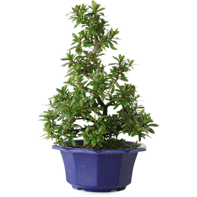 Rhododendron indicum, variëteit onbekend, 30 cm, ± 8 jaar oud