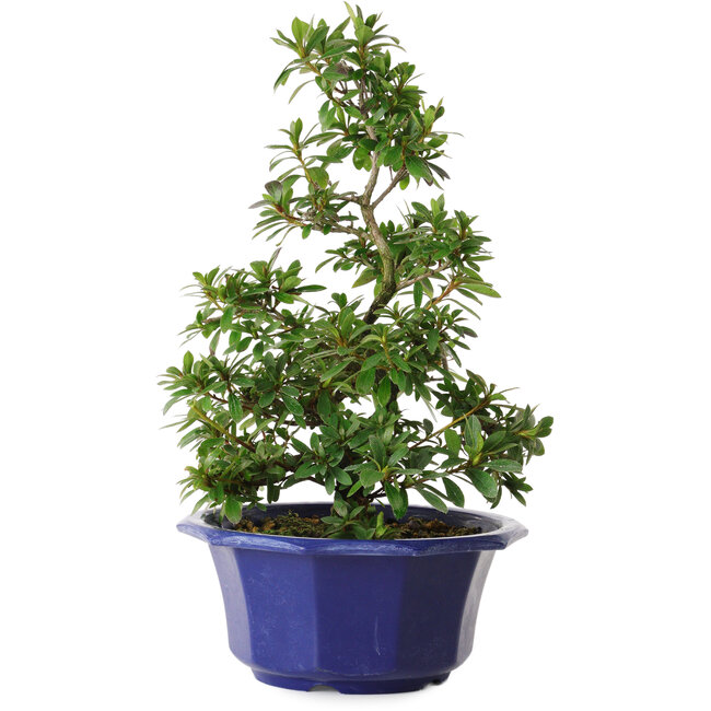 Rhododendron indicum variété inconnue, 30 cm, ± 8 ans