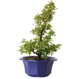 Rhododendron indicum Nodoka, 30 cm, ± 8 años