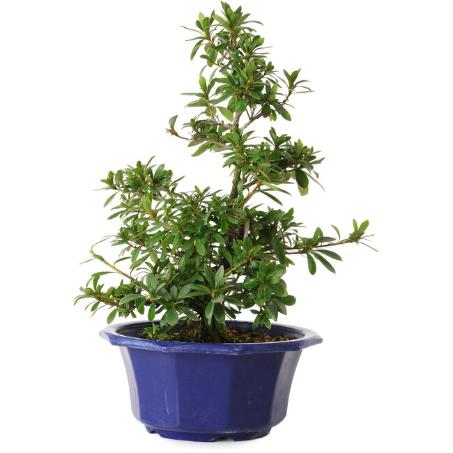 Rhododendron indicum varietà sconosciuta, 30 cm, ± 8 anni