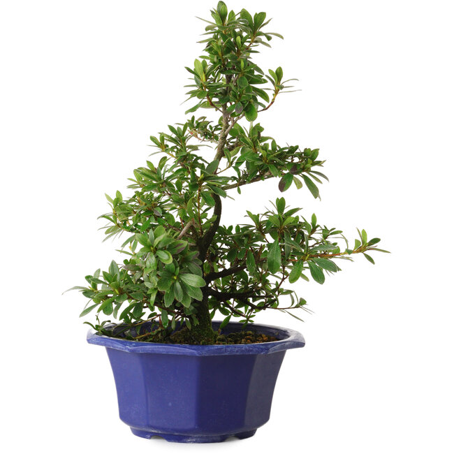 Rhododendron indicum, variëteit onbekend, 30 cm, ± 8 jaar oud