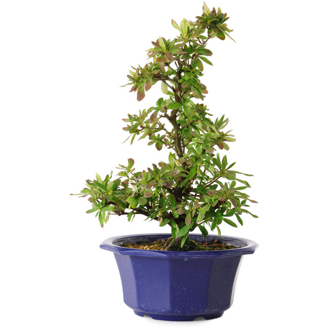 Rhododendron indicum Nodoka, 30 cm, ± 8 anni